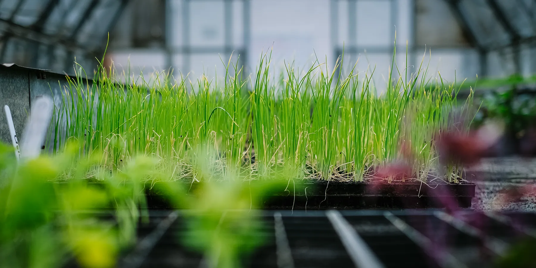 Seedlings and vegetables growing in a greenhouse at Growing Well West Cumbria